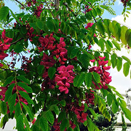 Acacia, Robinier faux-acacia 'Casque rouge'
